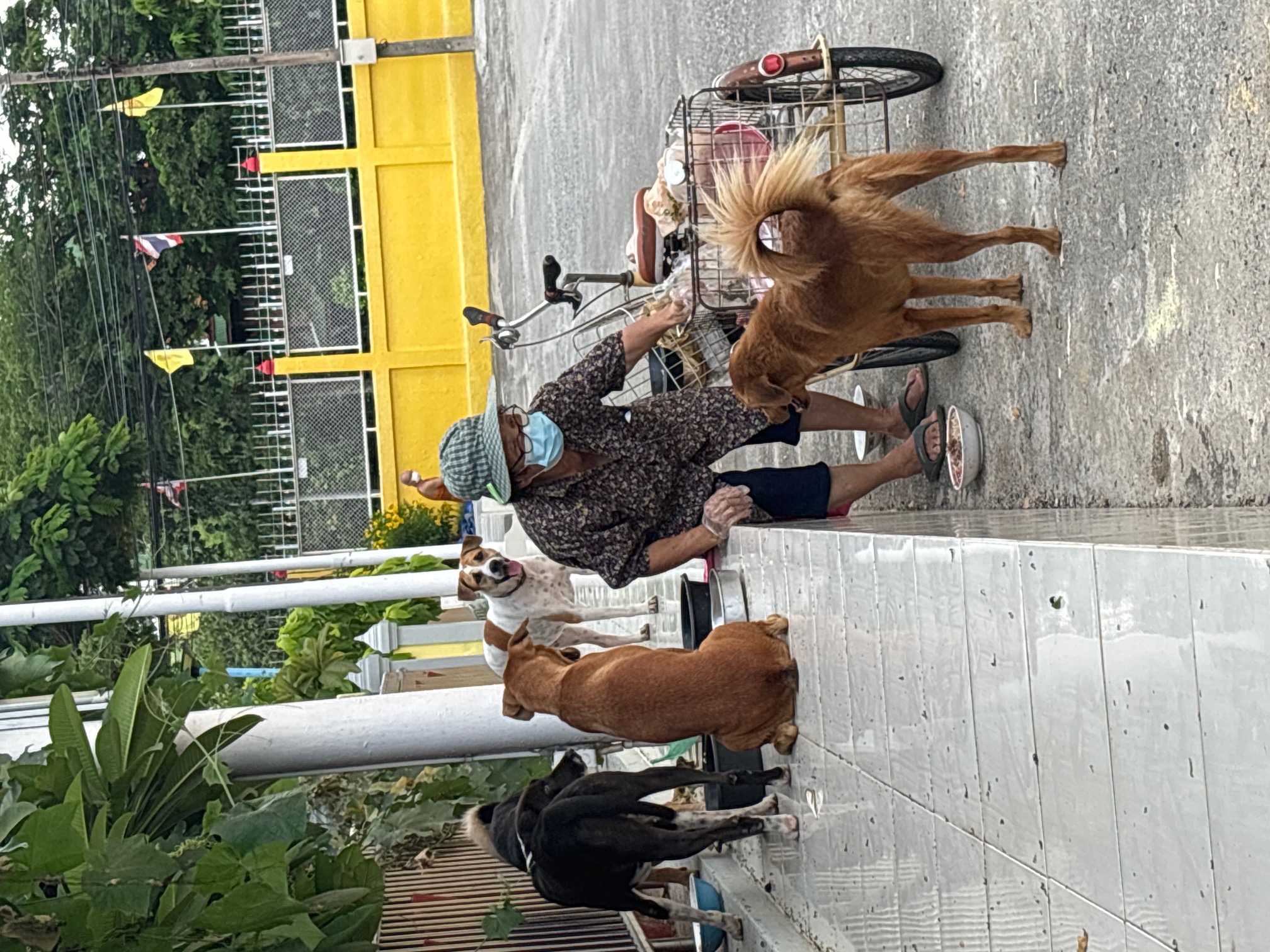 Dogs at the temple