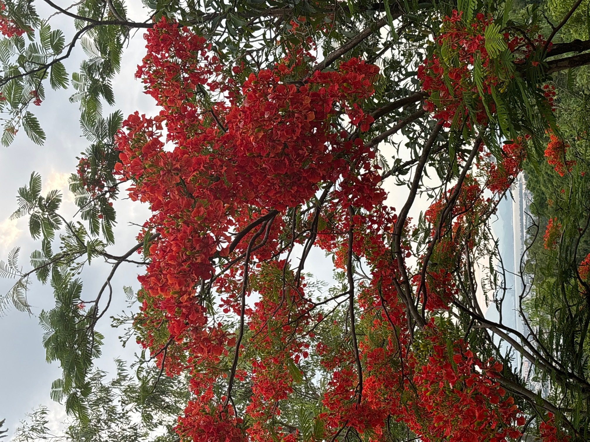 お寺の植物